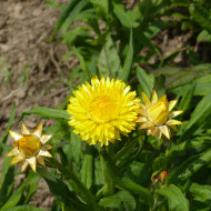 Immortelle à bractées Yellow
