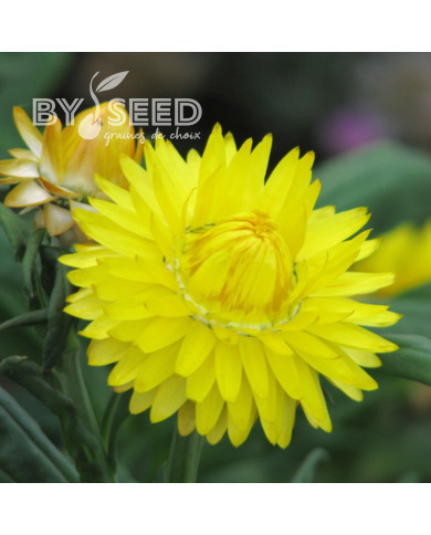 Immortelle à bractées Yellow
