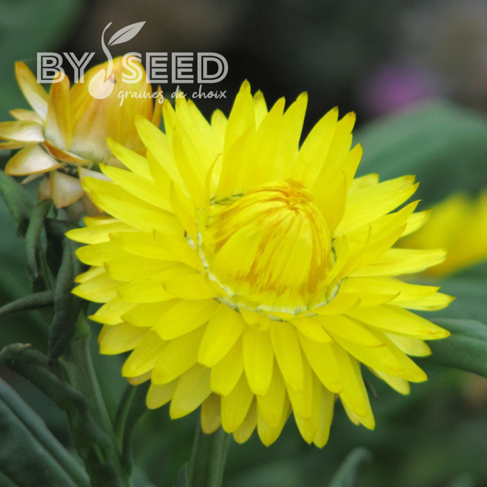 Immortelle à bractées Yellow