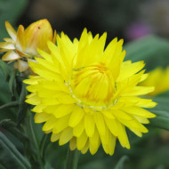 Immortelle à bractées Yellow