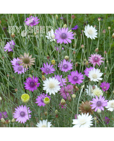 Immortelle annuelle - Xeranthemum annuum Mix