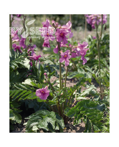 Incarvillée delavayi Deli Rose