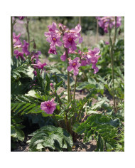 Ionopsidium acaule Perpetuum Mobile