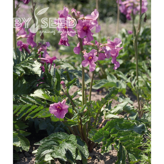 Incarvillée delavayi Deli Rose
