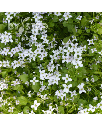 Ionopsidium acaule Perpetuum Mobile