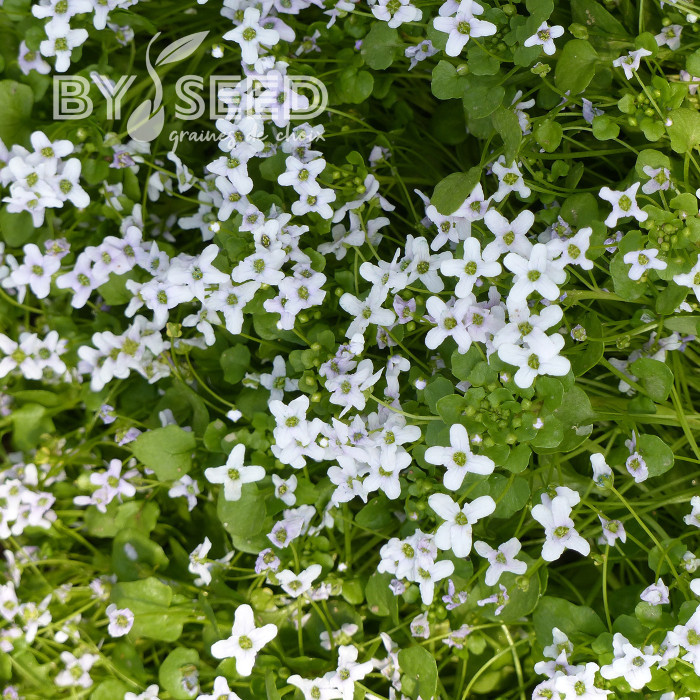 Ionopsidium acaule Perpetuum Mobile