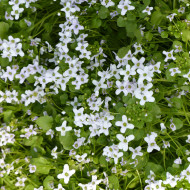 Ionopsidium acaule Perpetuum Mobile