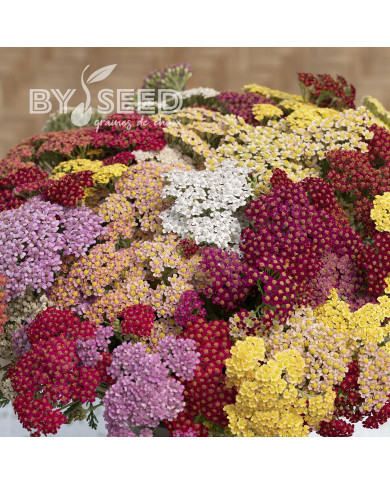 Achillée millefeuille Flowerburst Fruit Bowl F2