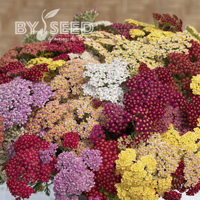 Achillée millefeuille Flowerburst Fruit Bowl F2