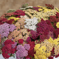 Achillée millefeuille Flowerburst Fruit Bowl F2