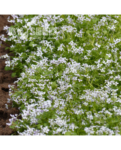 Ionopsidium acaule Perpetuum Mobile