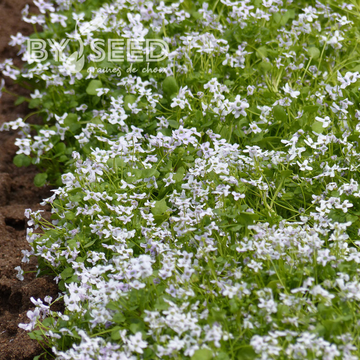 Ionopsidium acaule Perpetuum Mobile