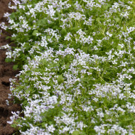 Ionopsidium acaule Perpetuum Mobile