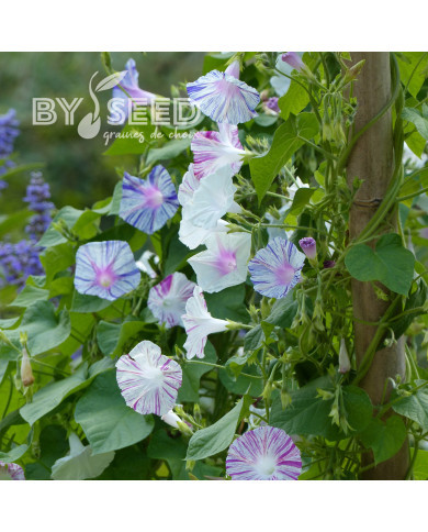 Ipomée grimpante Carnevale di Venezia
