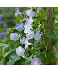 Ionopsidium acaule Perpetuum Mobile