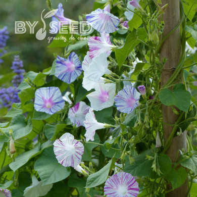 Ipomée grimpante Carnevale di Venezia