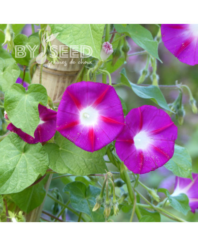 Ipomée grimpante Crimson Rambler