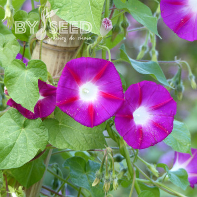 Ipomée grimpante Crimson Rambler