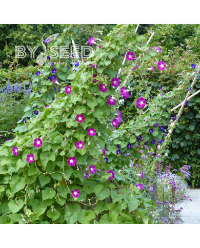 Ipomée grimpante Crimson Rambler