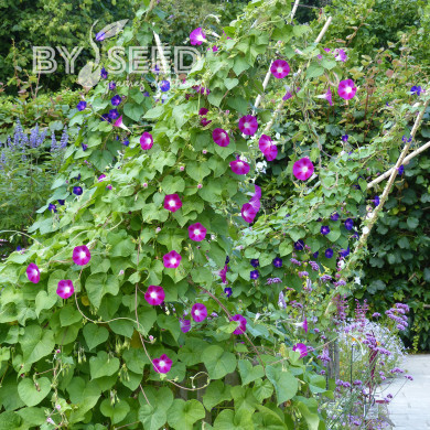Ipomée grimpante Crimson Rambler