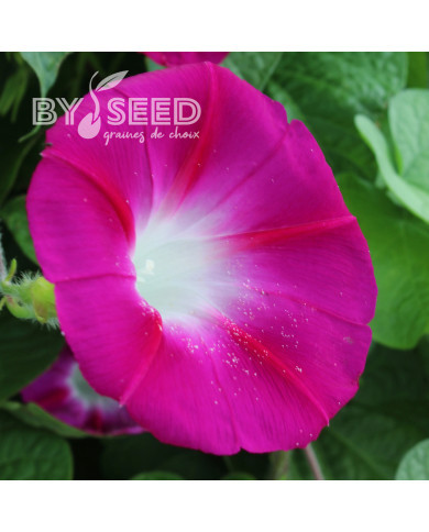 Ipomée grimpante Crimson Rambler