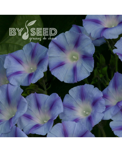 Ipomée grimpante Dacapo Light Blue