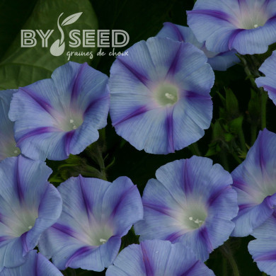Ipomée grimpante Dacapo Light Blue