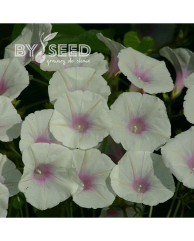 Ipomée grimpante Dolce Vita