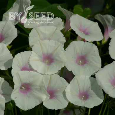 Ipomée grimpante Dolce Vita