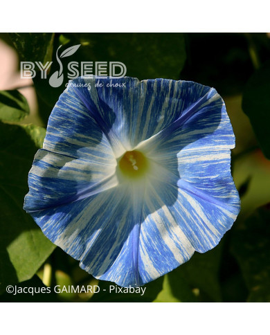 Ipomée grimpante Flying Saucer