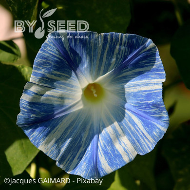 Ipomée grimpante Flying Saucer