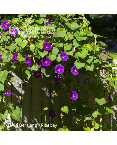 Ipomée grimpante Grandpa Ott