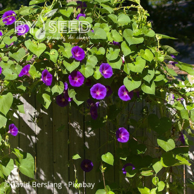 Ipomée grimpante Grandpa Ott