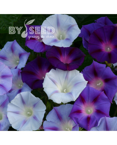 Ipomée grimpante Hazelwood Blues