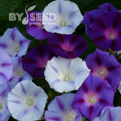 Ipomée grimpante Hazelwood Blues