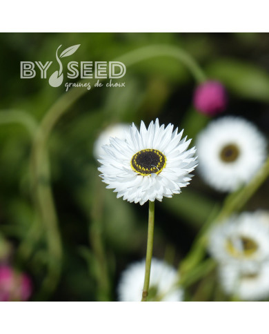 Acroclinium (Helipterum) Pierrot White