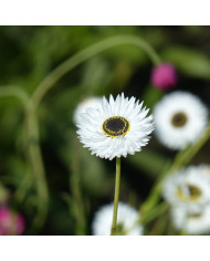 Acroclinium (Helipterum) Sensation Giants Mix