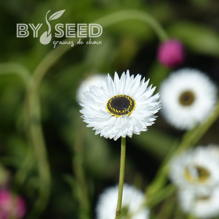 Acroclinium (Helipterum) Pierrot White