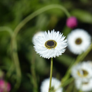 Acroclinium (Helipterum) Pierrot White