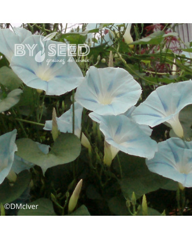 Ipomée grimpante Ismay