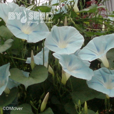 Ipomée grimpante Ismay