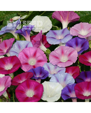 Ipomée grimpante Lazy Luxe