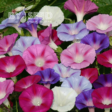 Ipomée grimpante Lazy Luxe