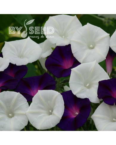 Ipomée grimpante Shadow Dance