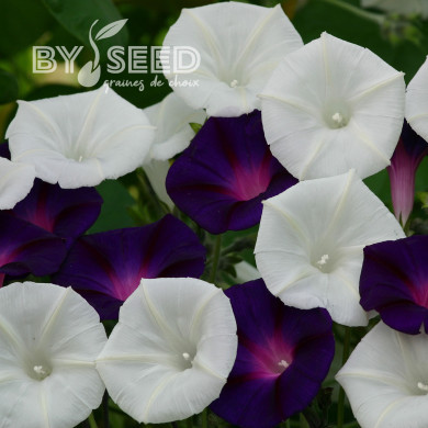 Ipomée grimpante Shadow Dance