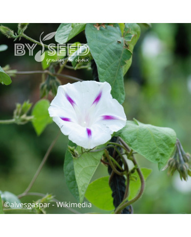 Ipomée grimpante Shiva