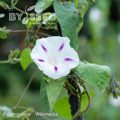 Ipomée grimpante Shiva
