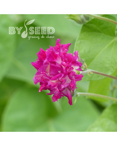 Ipomée grimpante Sunrise Serenade