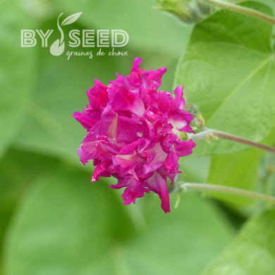 Ipomée grimpante Sunrise Serenade