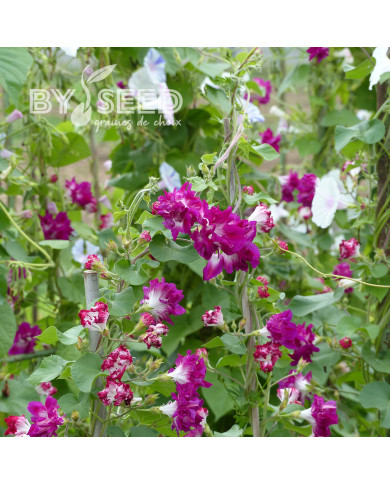 Ipomée grimpante Sunrise Serenade